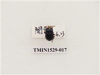 藏品(大琉璃擬守瓜)的圖片